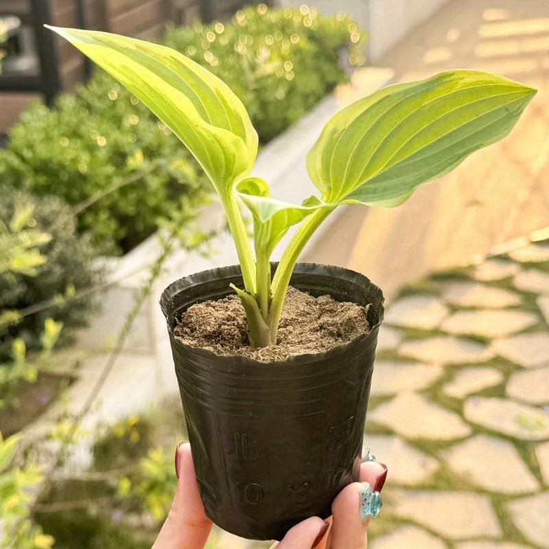 100pcs Seedling Nursery Cups For Flower Pots Potted Plant Cultivation Care Black Anti-Aging Seedling Trays Gardening Accessories