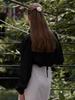 BEMUSE MANSION Sheer Volume Blouse - Black