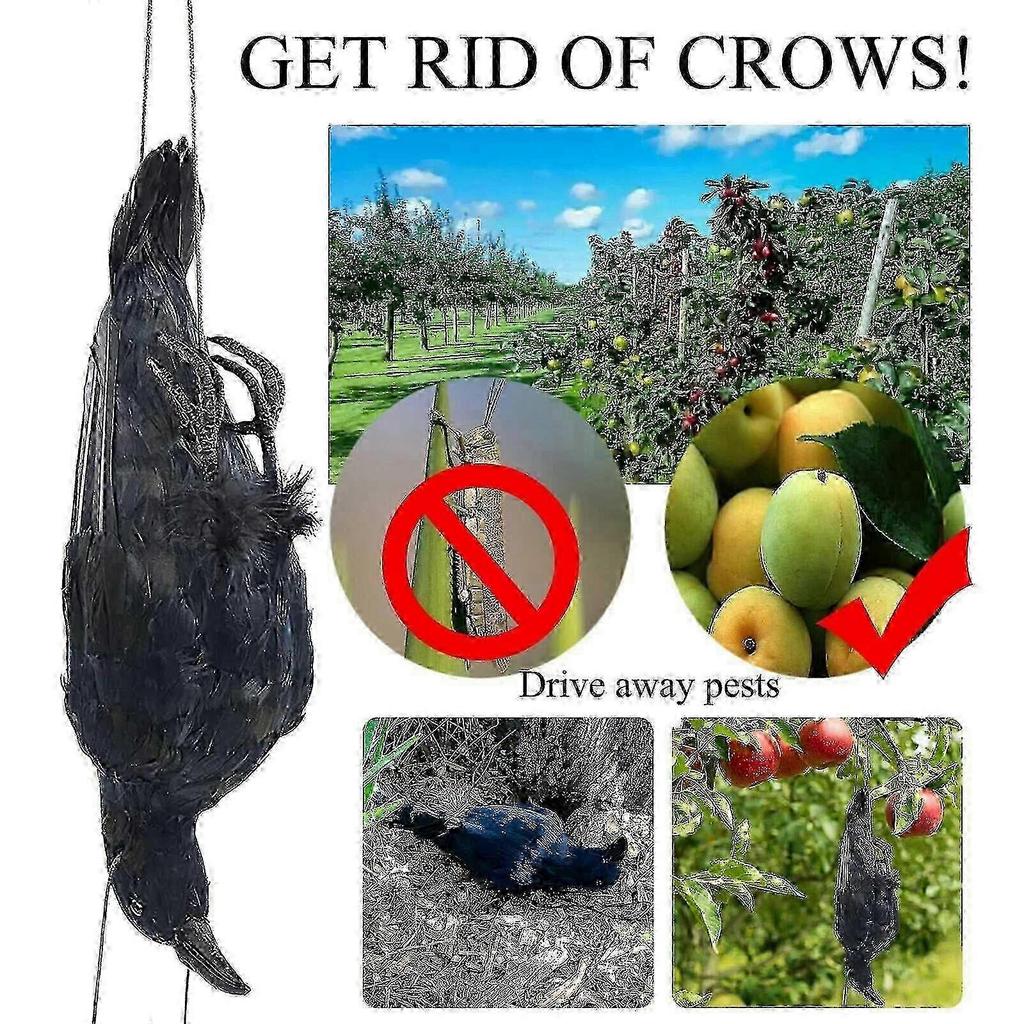 Lifesize dead crow decoration for haunted attractions