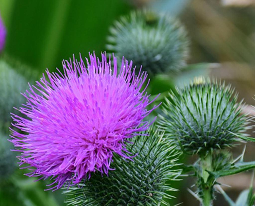 150 семян дикого чертополоха (Цирсиум полевой) - воспроизводимый необработанный