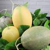 Модель продукта Искусственная дыня Канталупа Пластиковая имитация фрукта Поддельная дыня Канталупа Декор для дома