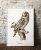 Owl Vintage Poster