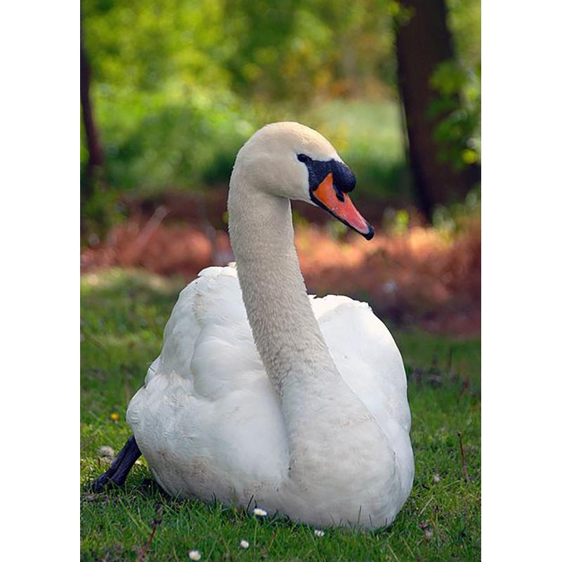 DIY Лебедь 5D алмазная живопись полная круглая дрель Алмазная вышивка животные стразы набор для вышивки крестом подарок домашний декор