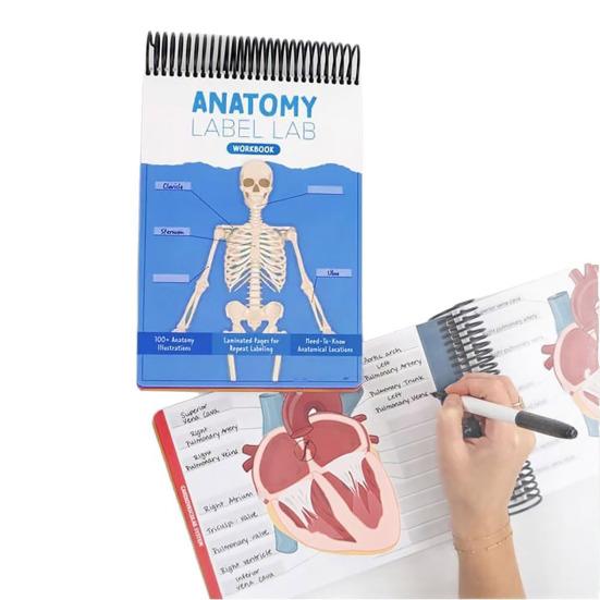 Лабораторная рабочая тетрадь по анатомии. Более 100 иллюстраций по анатомии человека. Рабочая тетрадь по изучению физиологии для студентов медицинских вузов, врачей и медсестер.