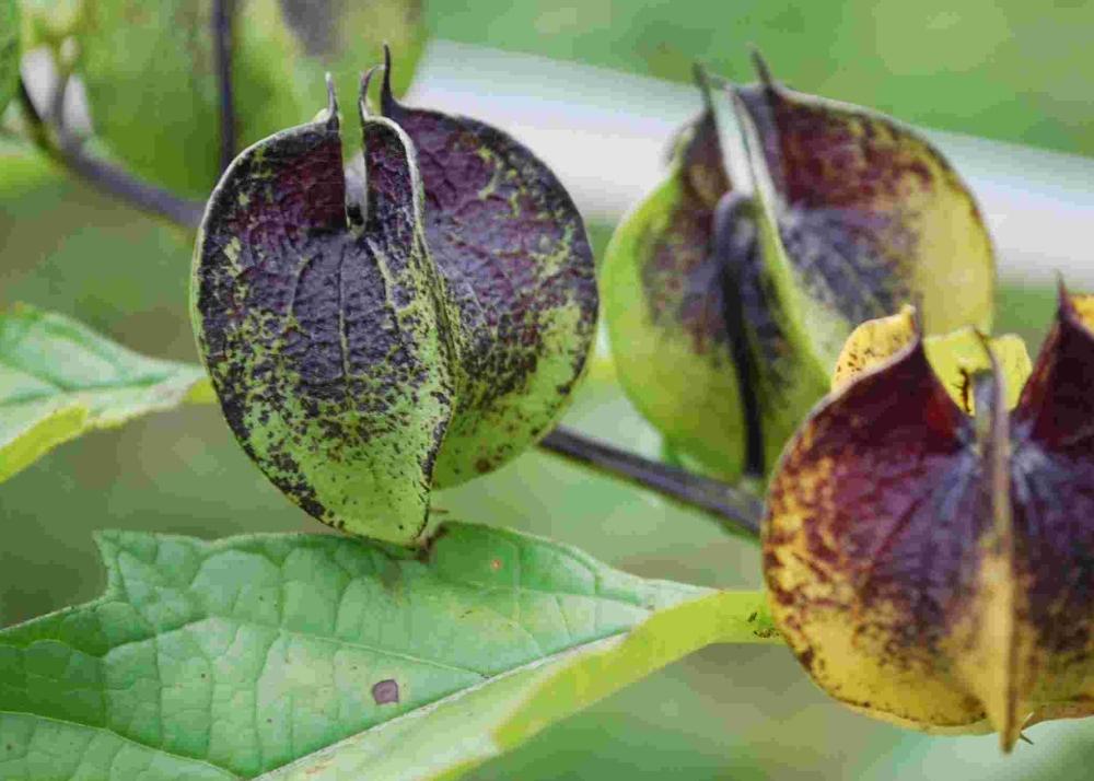 SAFLAX Яблоко Перу - 100 семян - Nicandra physaloides