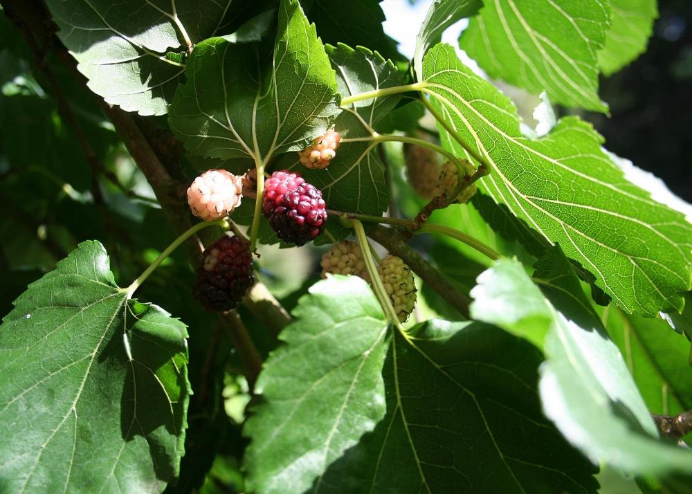 SAFLAX Шелковица белая - 200 семян - Morus alba