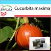 Подарочный набор - Тыква - Японский Хоккайдо - 10 семян - С подарочной коробкой, карточкой, этикеткой и субстратом для горшков - Cucurbita maxima