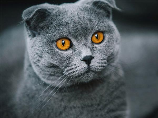 5d Diy Алмазная картина Новая коллекция Кошка Вышивка Мозаика Русская Голубая Животное Квадрат/круглый Домашний Декор