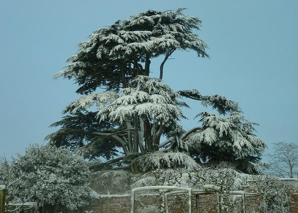 SAFLAX Ливанский кедр - 20 семян - Cedrus libani