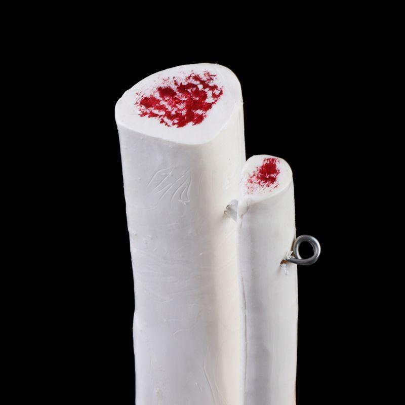 1: 1 Скелет человека Модель человека Сустав Медицинская анатомия Связка голеностопного сустава Анатомический обучающий ресурс Инструмент