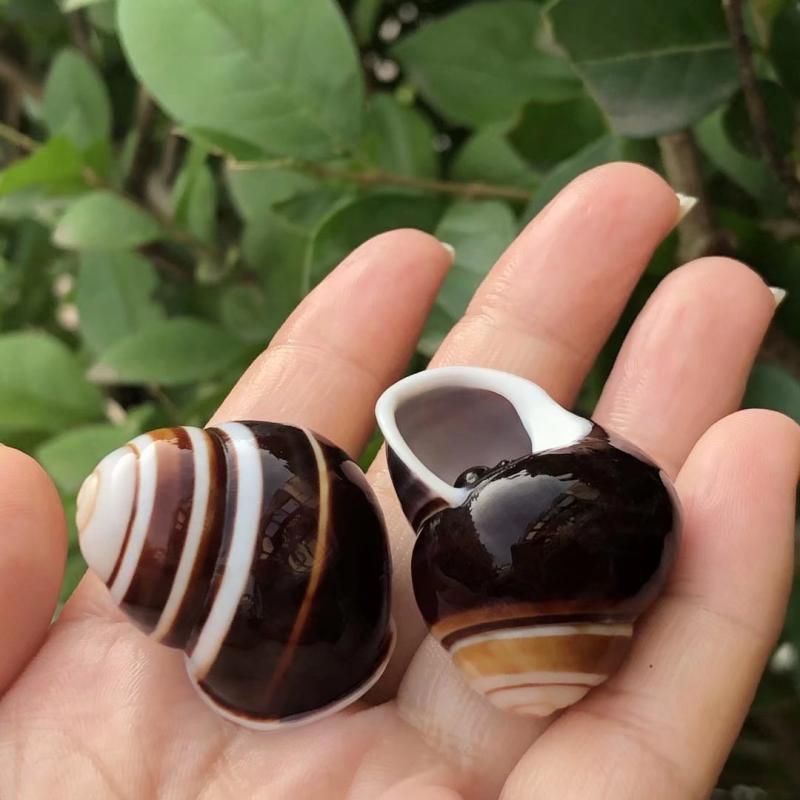 Natural Conch Seashell for Aquarium Landscaping and Hermit Crab Habitat