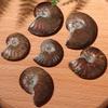 Gemstone Crystal Specimen Fossil Ammolite Facet Natural Iridescent Ammonite Madagascar Stone