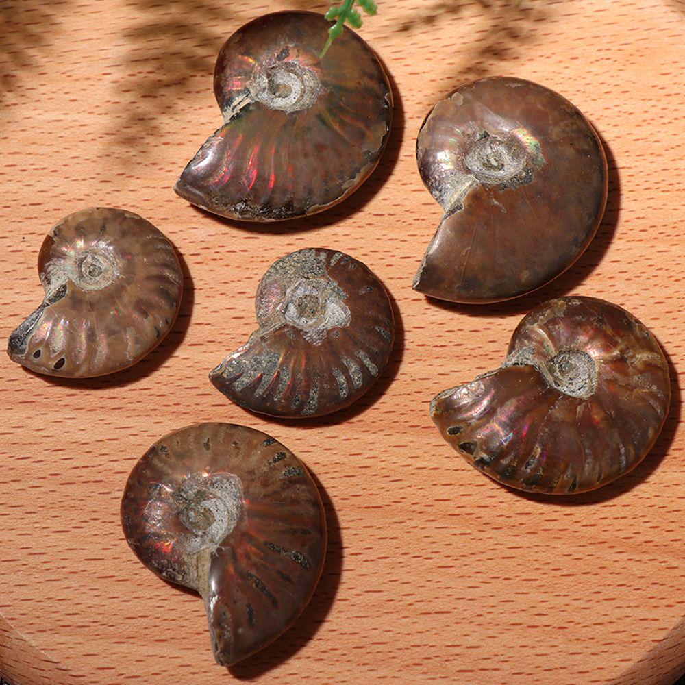 Gemstone Crystal Specimen Fossil Ammolite Facet Natural Iridescent Ammonite Madagascar Stone