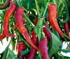 25 Very Long Sweet Pepper Seeds from the Landes - Vegetable Garden - Reproducible Peasant Seeds - Semi-Wild