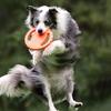 Interactive Dog Training Pull Ring Bite Resistant Dog Toys Flying Discs  Self Happy