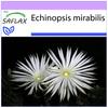 Цветок Поклонения - 40 семян - Echinopsis mirabilis