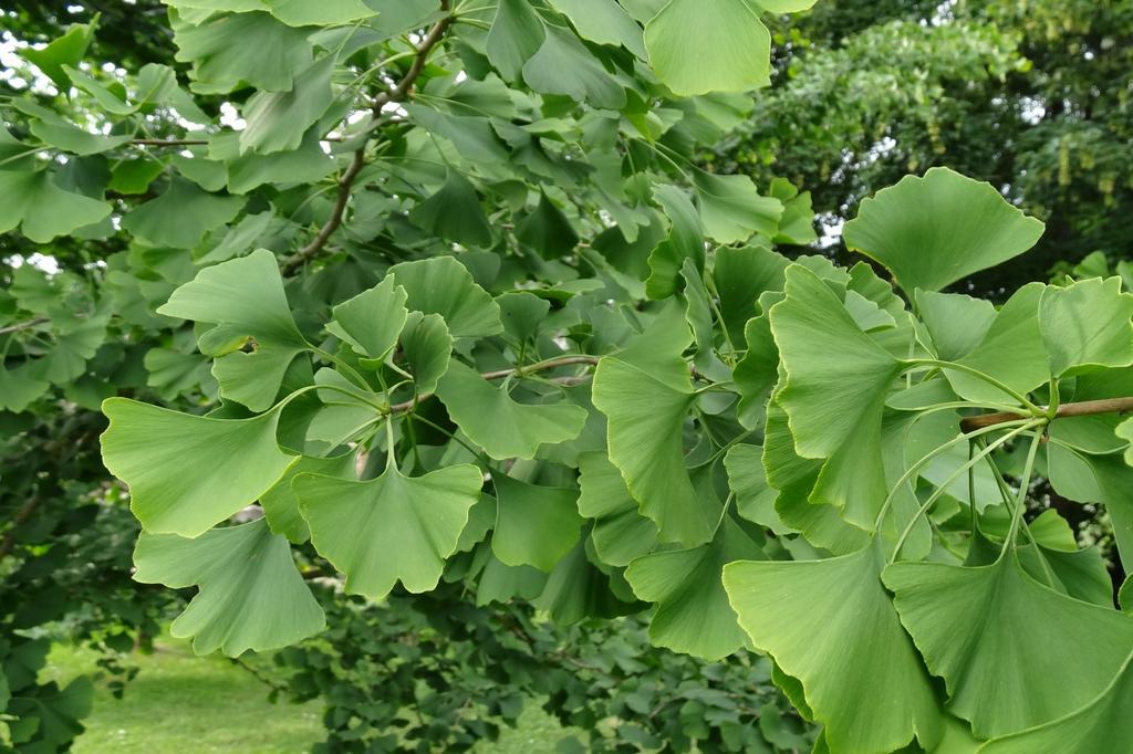 SAFLAX Авичий волос - 4 семени - Гинкго двулопастный