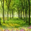 Фотообои любого размера 3D Природа Пейзаж Зеленое дерево Обои для стен Гостиная ТВ Диван Фон Настенные росписи Декор