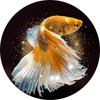 Full Round/Square 5D Diy Diamond Painting Pretty Goldfish Diamond Embroidery Full Lay Cross Stitch Kits Home Decor Handmade Gift