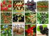 650 Berry Seeds In 12 Varieties - FRESH SEEDS