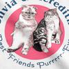 Olivia Meredith Cats Best Friends T Shirts Unisex Women S Cotton Humor T Shirt O Neck Tees Short Sleeve Clothing Graphic Unisex