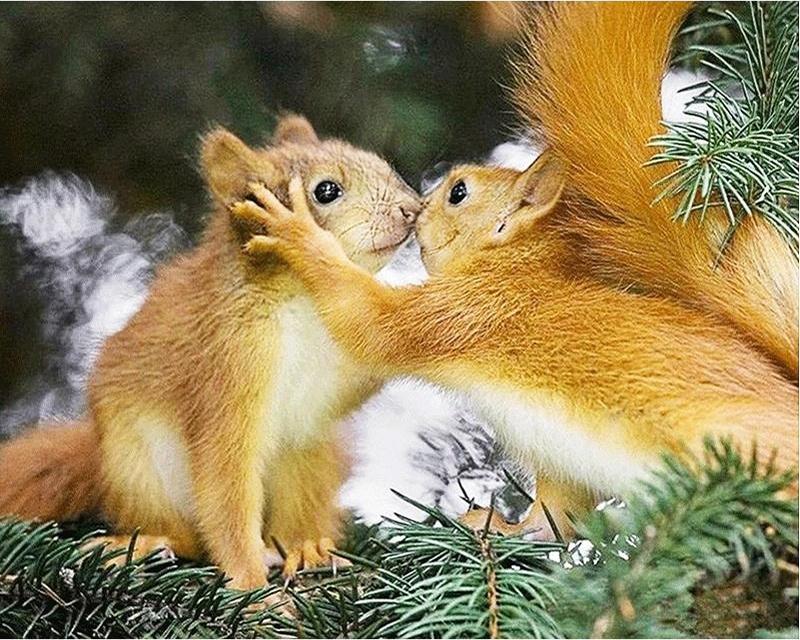 Набор для алмазной живописи Пейзаж Звезда Лев Лиса 5D DIY Алмазная вышивка животных Кролик Вышивка крестиком Фотографии Стразы Мозаика Настенное искусство