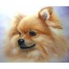 Diamond Painting Cross Stitch Pomeranian Pictures Mosaic Full Round Diamond Embroidery Adornment