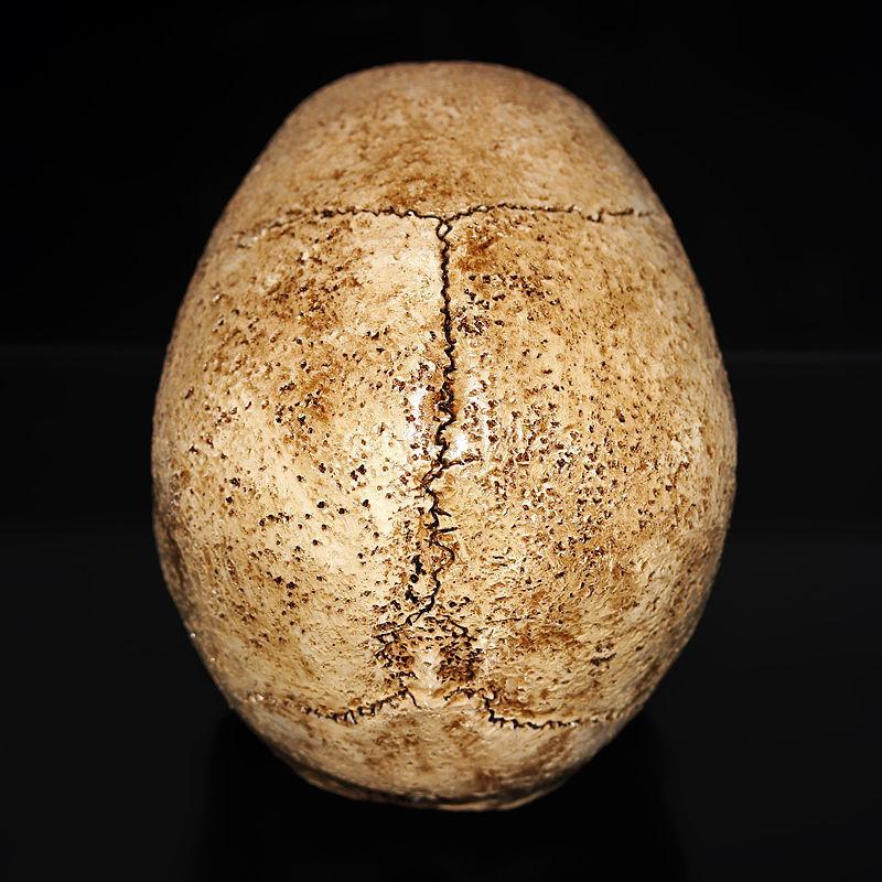 Реплика человеческого черепа из смолы, модель реалистичного скелета, ремесленный декор, в натуральную величину 1:1