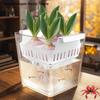 4 Holes Soilless Flower Pot Home Decoration Hydroponic Containers With Breathable Support Basket Tulip Seed Hydroponic Flowerpot