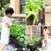 Extra Large Yellow-Edged Rooftop & Balcony Vegetable Planter Box
