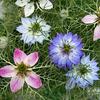 Nigella Damascena Mix Flower Seeds for the Garden
