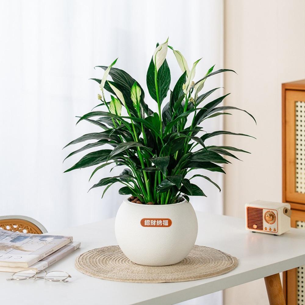 Самополивающиеся гидропонные растения горшок съемный офисный бонсай декор