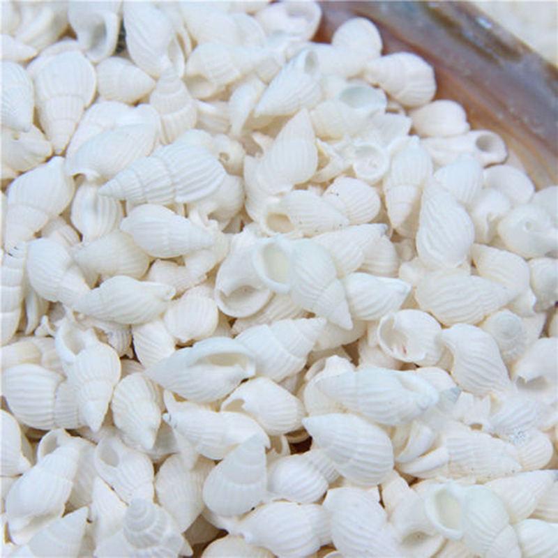 100PCS Natural Conch Shells Aquarium Decoration Party Festival Home Decor Natural Sea Beach Shell Conch Seashells For DIY Crafts