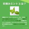 Lotte Green Gum 9 шт. x 15 шт.