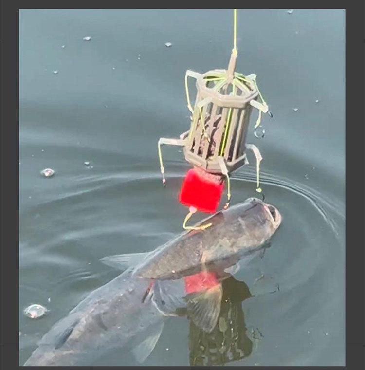 Клетка-ловушка с крючком для ловли толстолобика и белого амура на дне с плавающей откидной пластиной для донной ловли амура