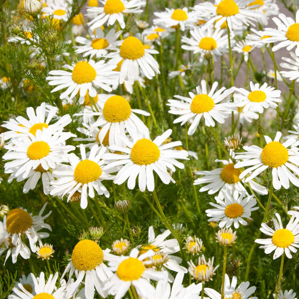 YARD REMEDIES Английская лаванда Гель для душа Мыло для тела 200 мл NEAL'S & (Гель для тела)