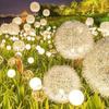 Solar Dandelion Landscape Lights: Outdoor Garden, Yard, Lawn LED Lighting Decoration