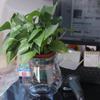 Floor-standing Aquatic Plant Container Plastic Hydroponic Flower Pot Creative   Living Room