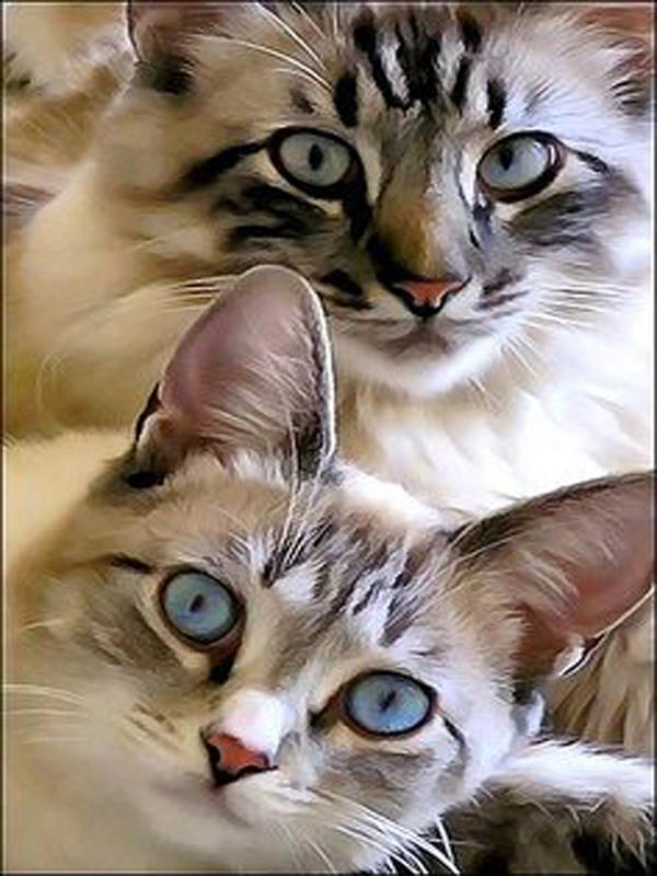 DIY алмазная живопись животное вышивка крестом ремесло полная круглая дрель кошка мозаика Алмазная вышивка домашний декор стены