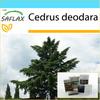 Gift Set - Indian Cedar - 35 Seeds - With Gift Box, Card, Label and Potting Substrate - Cedrus Deodara