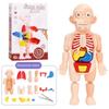 Educational Learning DIY Assembly Toys Kits Body Organ Medical Teaching Tools 3D Puzzle Human Body Anatomy Model Toy