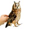 1 Set Owl Pendant Effective Bird Repellent Double-sided Printed Owl Ornament for Garden Patio Windows