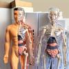 3D Human Body Torso Model For Kid, Anatomy, Skeleton, Removable, Simulation, Organ And Skeleton, Detachable Bone Body Models New