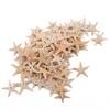 100 Pcs/package Shell Starfish Home Decoration Micro Landscape Craft Accessories