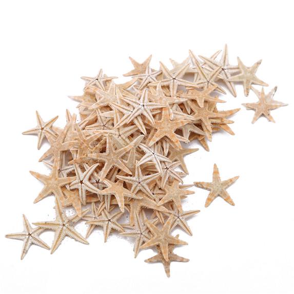 100 Pcs/package Shell Starfish Home Decoration Micro Landscape Craft Accessories