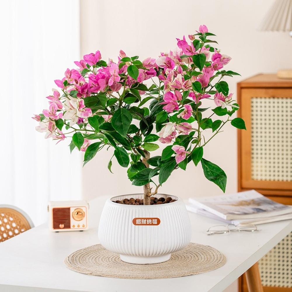 Самополивающиеся гидропонные растения горшок пластиковый офис бонсай декор