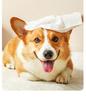 Перчатки Pet Clean Gloves 6 шт./упак. Одноразовые влажные салфетки для кошек и собак, очищающие, дезодорирующие, для купания, бесплатные салфетки для удаления пятен и масла