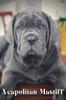 Книга Neapolitan Mastiff : Dog Breed Overview and Guide
