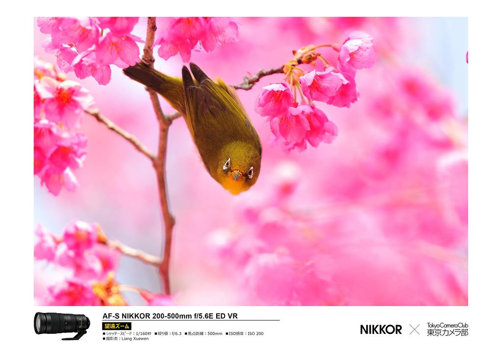 Nikon Telephoto Zoom Lens NIKKOR ED VR AF-S 200-500mm f/5.6E