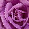 Ornamental Stem Cabbage Sunrise Mix Flower Seeds for the Garden Large Yields